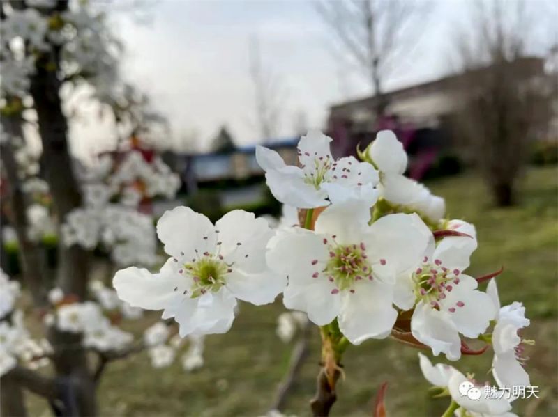 校園風(fēng)景